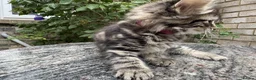 Maine Coon cats for sale: Maine Coon Bengal Cross Kittens - Advert 14