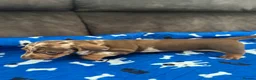 Miniature Dachshund dogs for sale: Ready now Beautiful miniature dachshund  - Advert 13