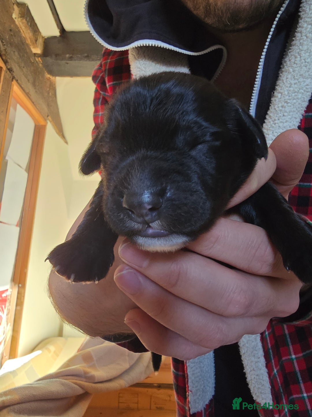 Mixed Breed dogs for sale: Sprocker puppies ready 10th Jan - Advert 14