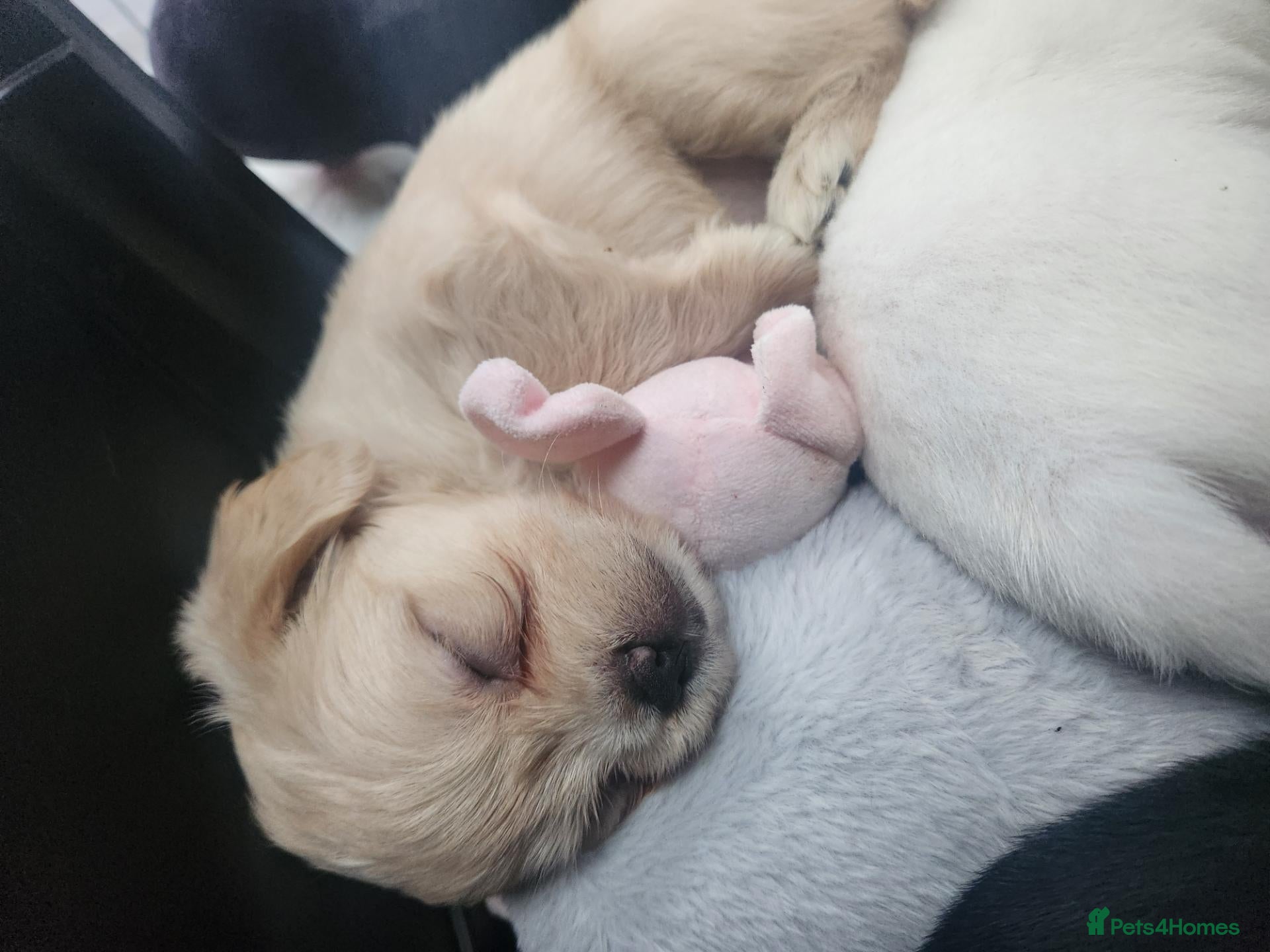 Mixed Breed dogs 1 cutest female ever and 1 x best male  - Advert 11