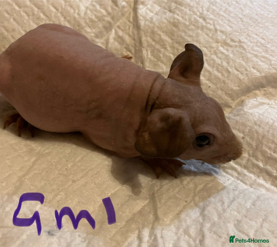 Guinea Pig rodents for sale: Well handled skinny pigs.  - Advert 29