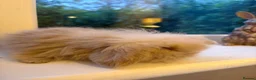 Mini Lion Lop rabbits for sale: Fluffy mini lion lop baby bunny rabbits  - Advert 5