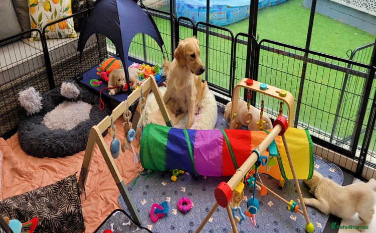 Golden Retriever dogs - Advert 12
