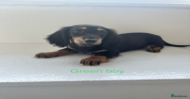 Dachshund dogs - Advert 12