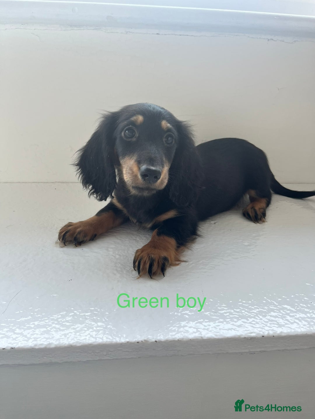 Dachshund dogs for sale: OUTSTANDING STANDARD LONGHAIR DACHSHUNDS - Image 2