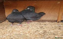 Pigeons birds for sale: Modena Pigeon For Sale - Image 3