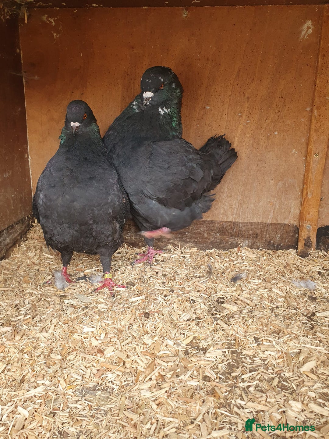 Pigeons birds for sale: Modena Pigeon For Sale - Image 3