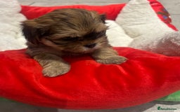 Shih Tzu dogs for sale: Beautiful Shih Tzu puppies - Image 7