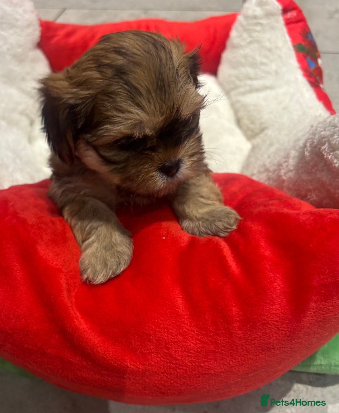 Shih Tzu dogs for sale: Beautiful Shih Tzu puppies - Image 7
