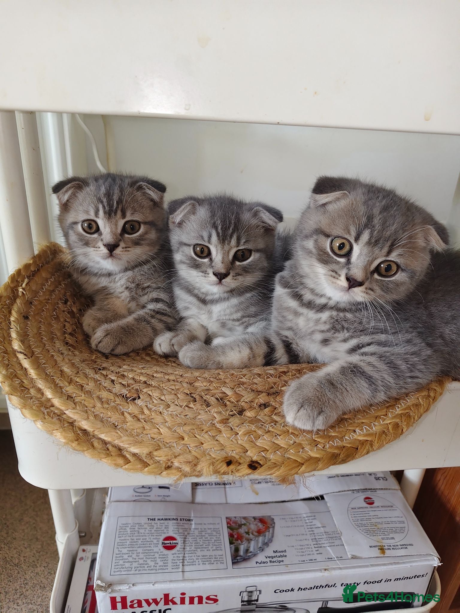 Scottish Fold cats 5 Pedigree Beautiful Loving Scottish Folds  - Advert 1