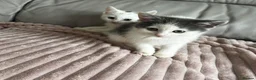 Turkish Angora cats for sale: ✨️🌸Stunning Turkish Angora Females✨️🌸 in Birmingham - Advert 17