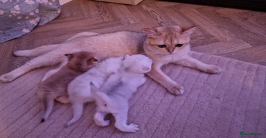 British Shorthair cats - Advert 4