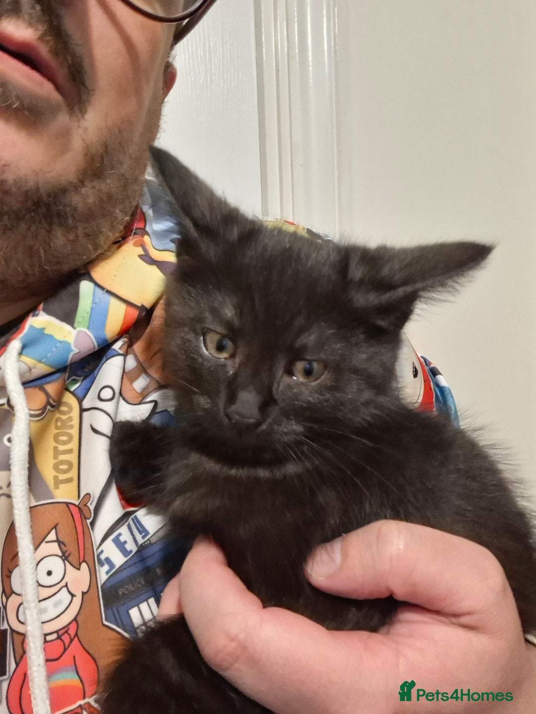 Maine Coon cats for sale: Beautiful, friendly playful Maine Coon cross kits - Advert 33