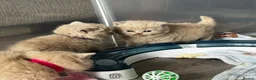 British Shorthair cats for sale: Beautiful Lilac British Shorthair, Registered - Advert 14