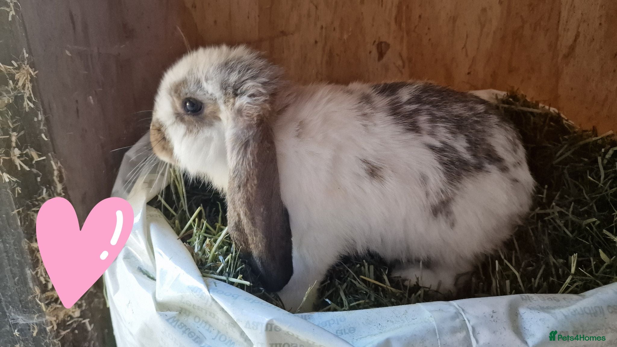 French Lop rabbits French lop babies for sale - Advert 1