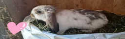 French Lop rabbits for sale: French lop babies for sale - Advert 1