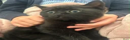 British Shorthair cats for sale: Ready now chunky black girl BSH kitten available  - Advert 2