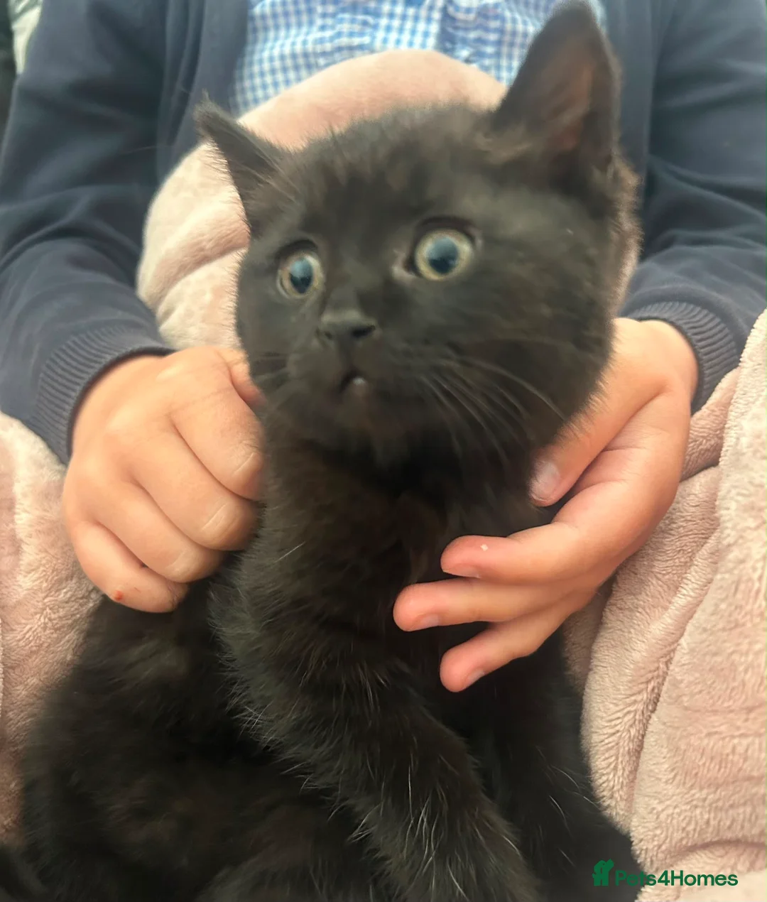 British Shorthair cats for sale: Ready now chunky black girl BSH kitten available  - Advert 2