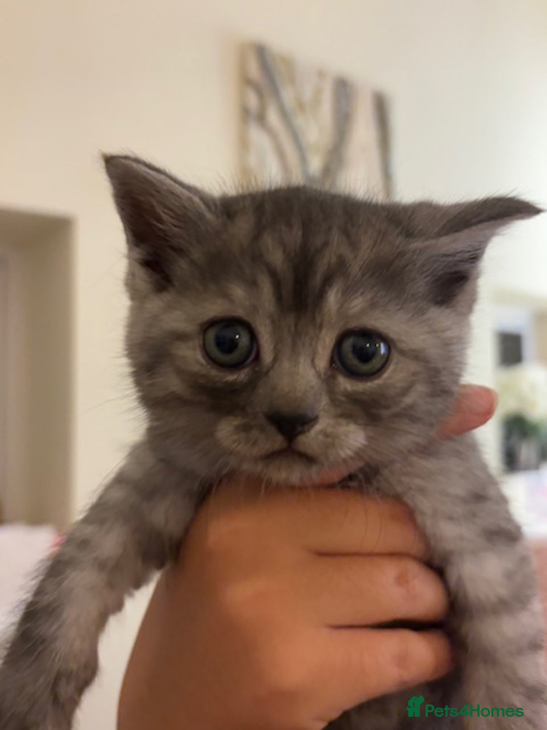 Persian cats for sale: Persian Cross Kittens - GCCF Registered parents - Image 8
