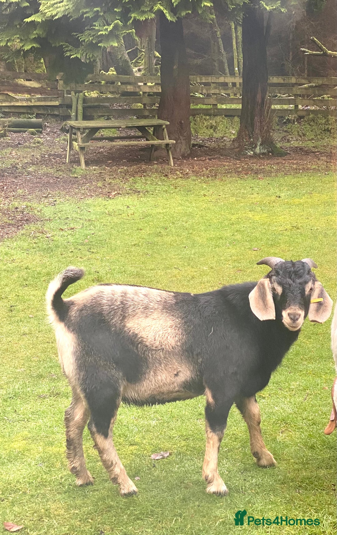 Goats livestock for sale: For stud  - Advert 1