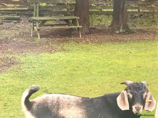 Goats livestock For stud - Advert 5