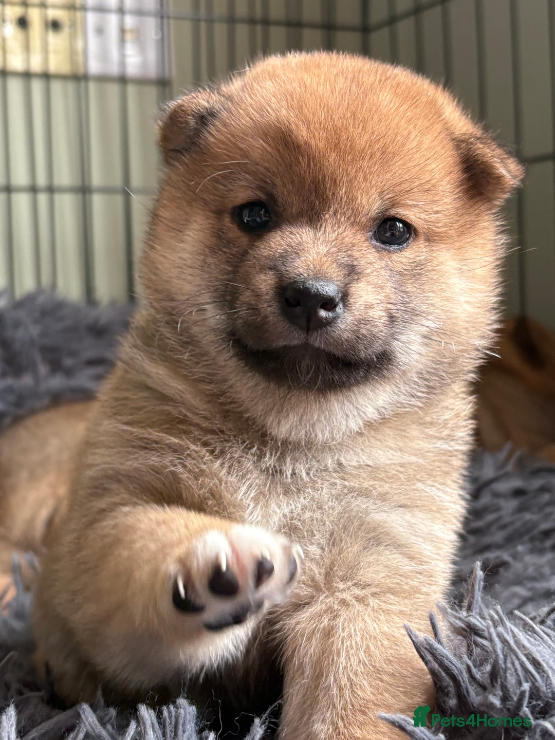 Japanese Shiba Inu dogs for sale: KC Registered Japanese Shiba-Inus  - Image 13