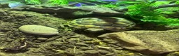 Tortoise reptiles for sale: Herman tortoise  in Hassocks - Advert 4
