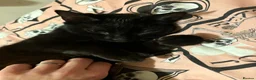 Mixed Breed cats for sale: 2X 3 year old family friendly female cats  - Advert 3