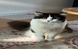 British Shorthair cats for sale: Male british short hair mixed breed 1 yrs old - Image 4