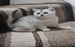 British Shorthair cats for sale: 4 British Short-hair kittens ready for new home💓 - Image 22