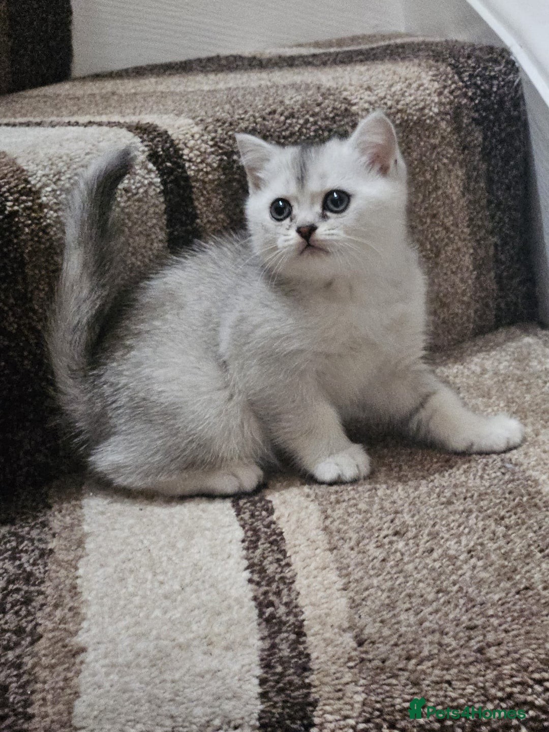 British Shorthair cats for sale: 4 British Short-hair kittens ready for new home💓 - Image 22