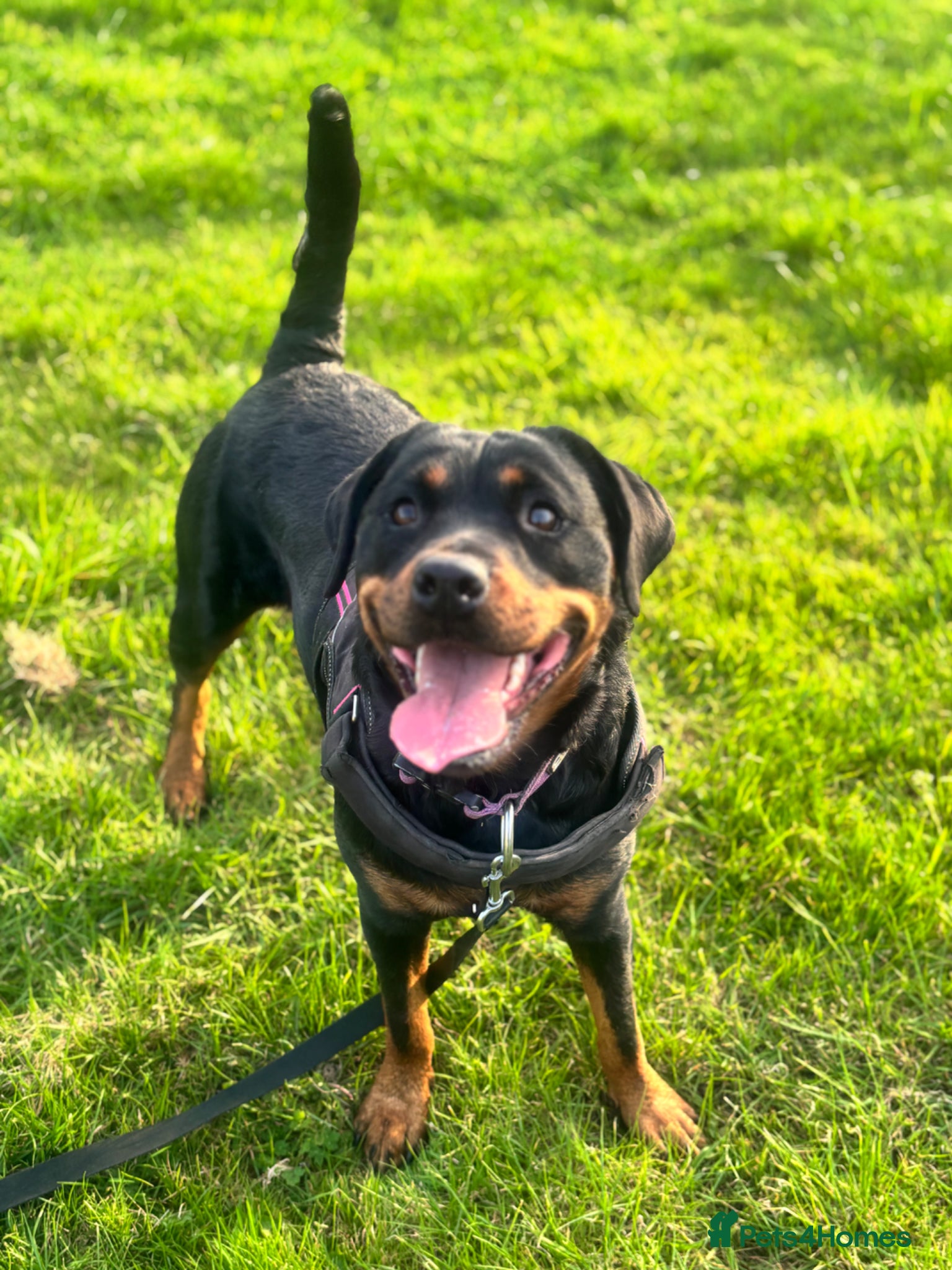 Rottweiler dogs 1.5year old rottie for rehoming - Advert 2