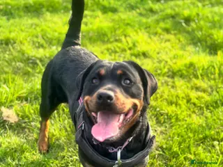 Rottweiler dogs 1.5year old rottie for rehoming - Advert 4