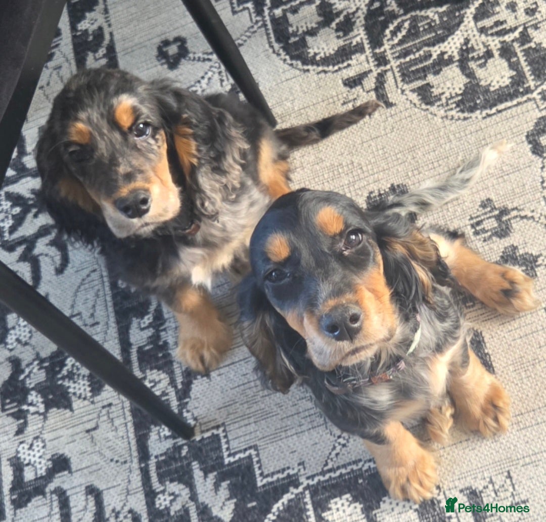 Cocker Spaniel dogs for sale: Brother and sister  in Rotherham - Advert 7