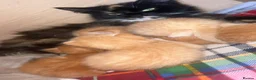 Mixed Breed cats for sale: 2 beautiful ginger boys left  - Advert 12