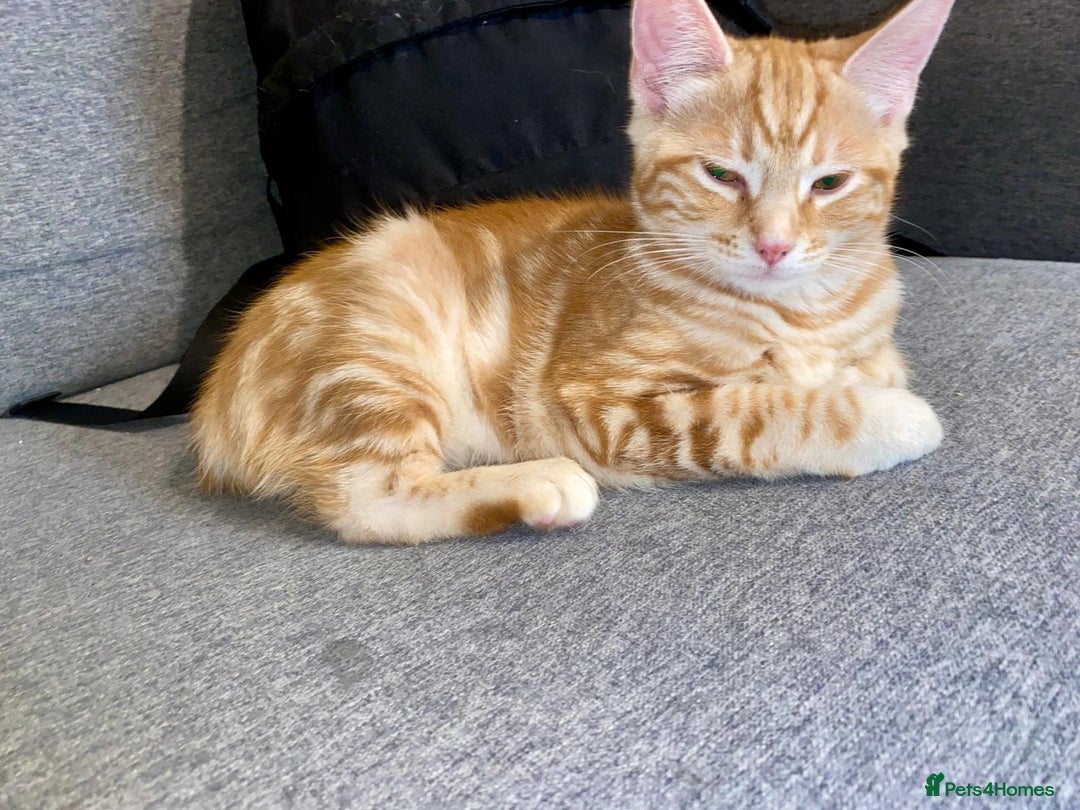 British Shorthair cats for sale: 7 Gorgeous ginger BSHxASH kittens to be rehomed - Image 8