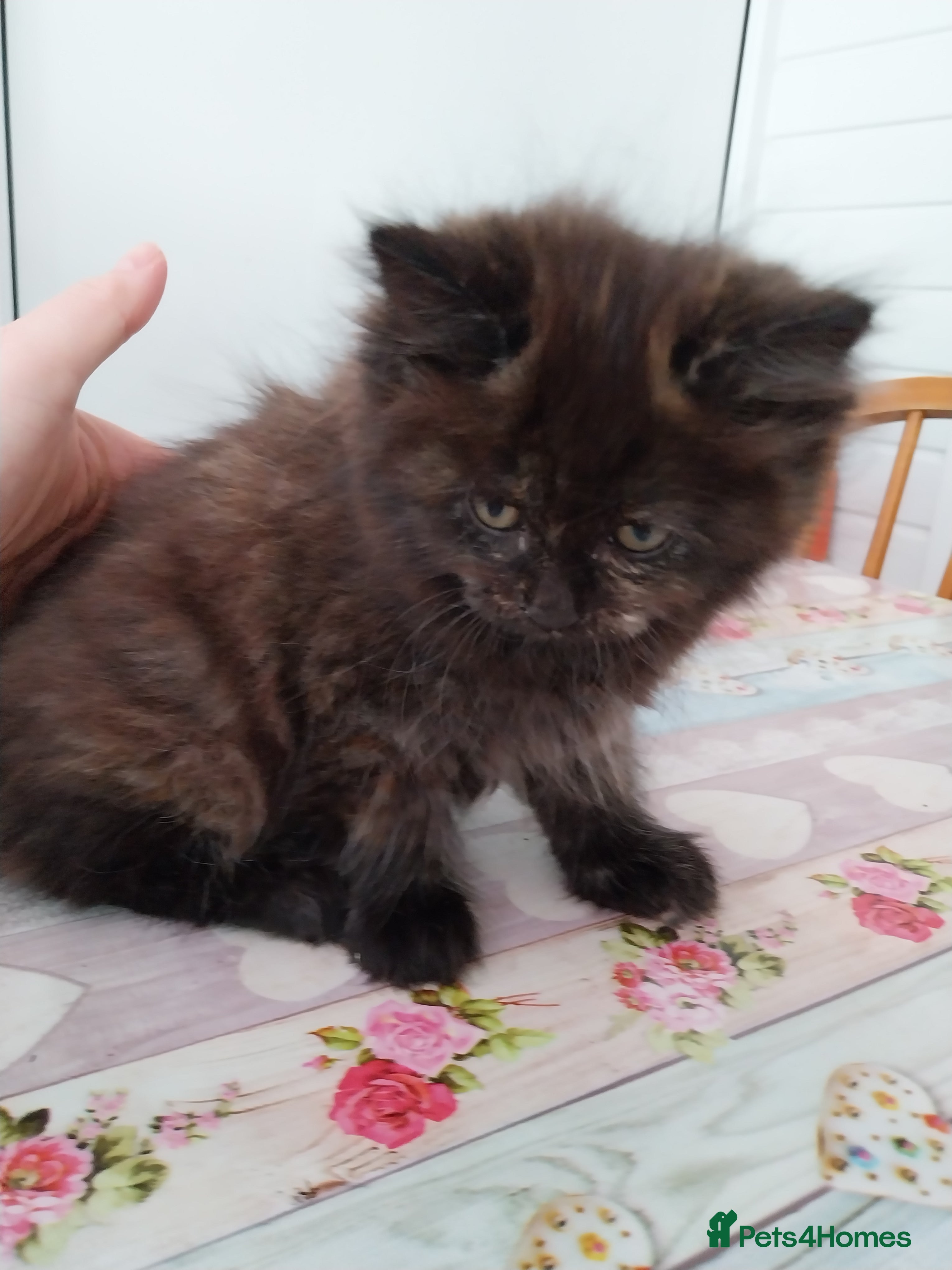 Mixed Breed cats for sale: Beautiful kittens looking for home  in Derby - Advert 3
