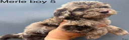 Cockapoo dogs for sale:      F1 Cockapoo Puppies  | Health Tested  - Advert 20