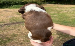 English Springer Spaniel dogs for sale: KC Working Springer Spaniel Puppies - Image 15