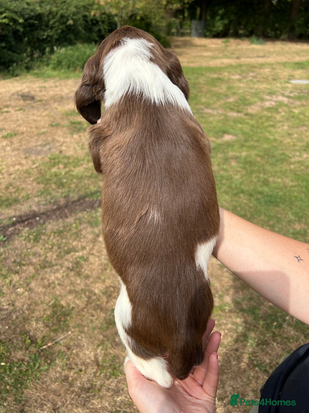 English Springer Spaniel dogs for sale: KC Working Springer Spaniel Puppies - Image 15