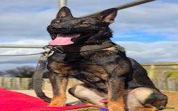 Belgian Shepherd Dog dogs for sale: Exceptional Herders from World-Class Lines - Image 9