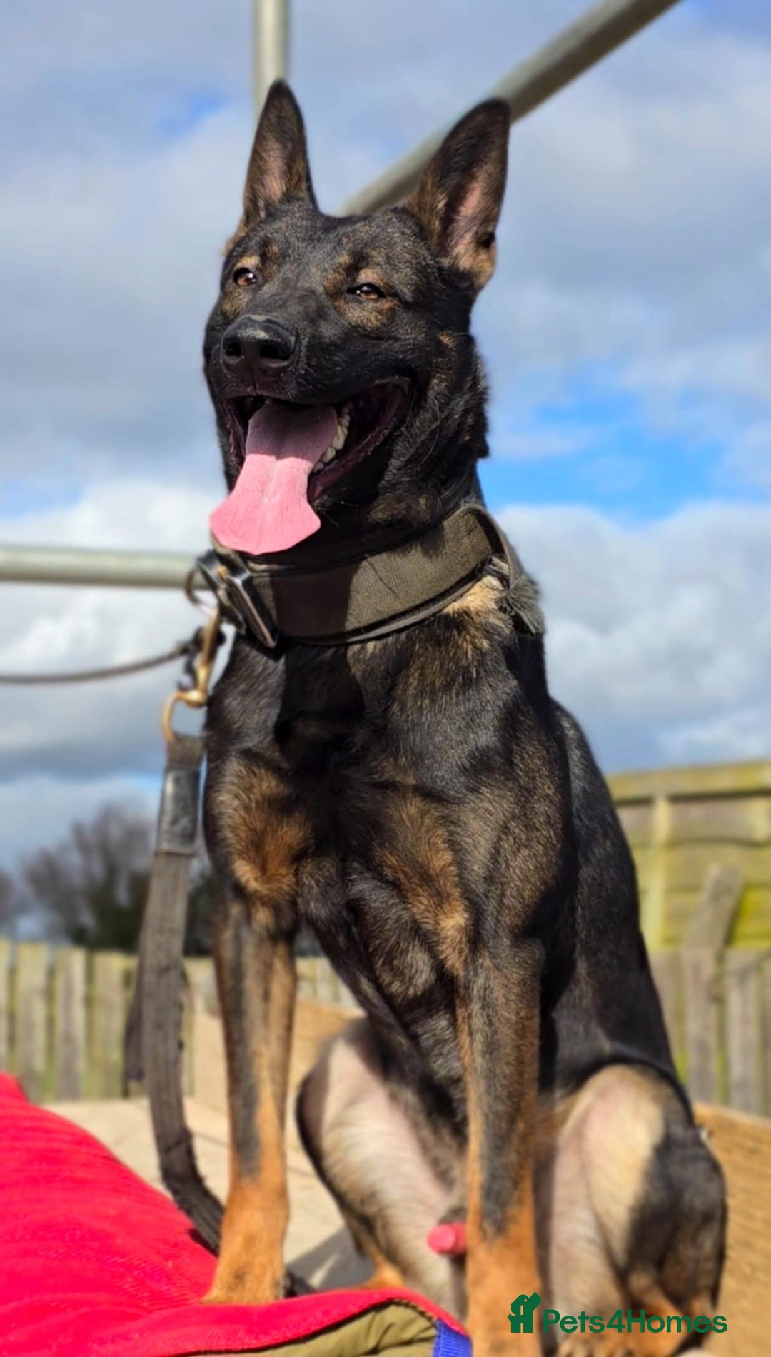 Belgian Shepherd Dog dogs for sale: Exceptional Herders from World-Class Lines - Image 9