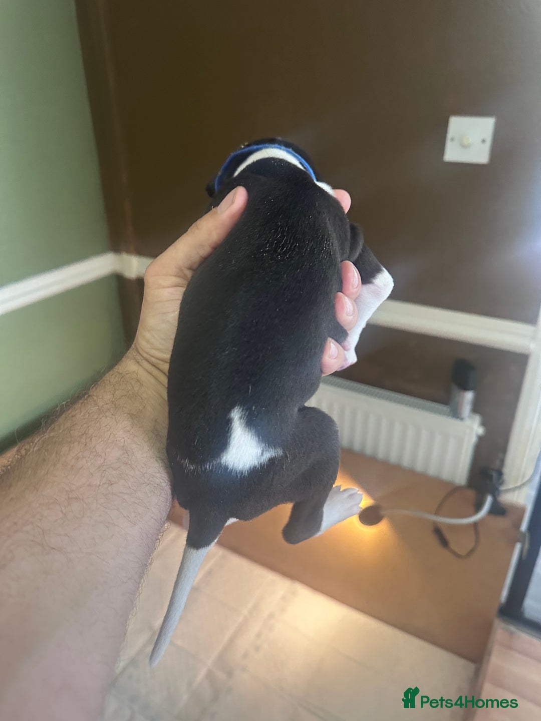 Whippet dogs for sale: Rare colours full pedigree KC Reg whippet pups  - Image 31