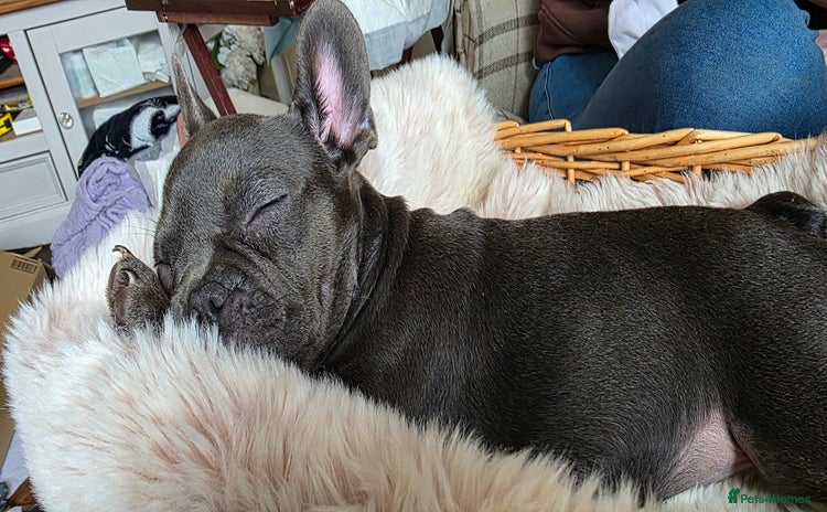 French Bulldog dogs - Advert 15