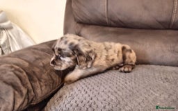 Cocker Spaniel dogs for sale: Cocker spaniel puppies  - Image 21