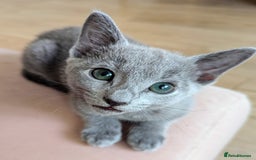 Russian Blue cats for sale: Pedigree TICA Registered kittens - Image 5