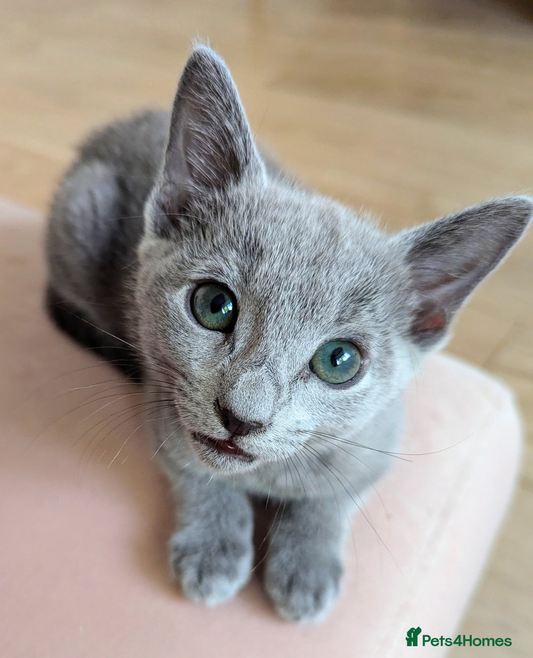 Russian Blue cats for sale: Pedigree TICA Registered kittens - Image 5