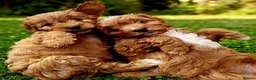Cavapoo dogs for sale: Adorable F1 Cavapoo Puppies Available Now!!!!! - Advert 14
