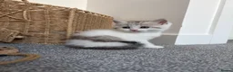 British Shorthair cats for sale: Beautiful British Shorthair Male Kittens 🐾 - Advert 28