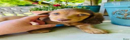 Miniature Dachshund dogs for sale: Chocolate, Cream & Dapple - 5 star Breeder  - Advert 3